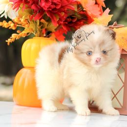 Marshmallow - Chocolate merle female Pomeranian puppy in Santa Rosa, California from Cute California Poms