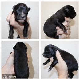 Tangerine - Black tri male Miniature Australian Shepherd puppy in Iola, Texas from MK Aussies