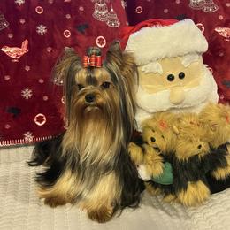 Stewie - Yorkshire Terrier