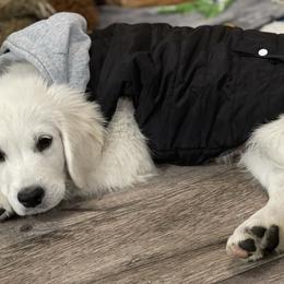 Golden Retriever Puppies from Golden Retrievers by Tiffany Ruthy