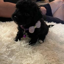 Penelope - Black female Poodle puppy in Circleville, Ohio from Toy Poodle Love