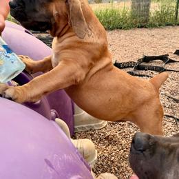 Purple collar - Fawn female Boerboel puppy in Livingston, Texas from Peterbuilt Boerboel