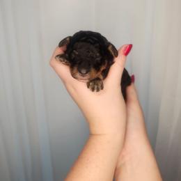 Cocoa - Tri-color female Bernedoodle puppy in Fort White, Florida from Jade