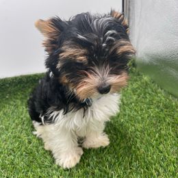 Highball-2550 - Black tan and white male Biewer Terrier puppy in Douglas, Georgia from Heartland small breeds
