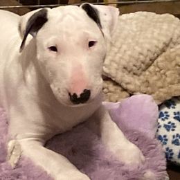Boy 2 - White Bull Terrier puppy in Grass Valley, California from Second to None Bull Terriers