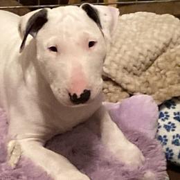 Boy 2 - White Bull Terrier puppy in Grass Valley, California from Second to None Bull Terriers