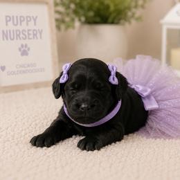 Lavendar collar - Black female Goldendoodle puppy in Aurora, Illinois from Chicago Goldendoodles