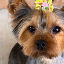 Yorkipoos from Yorkiepoo