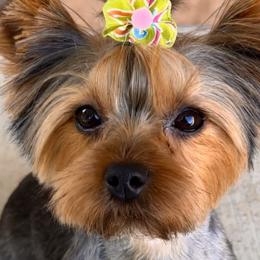 Yorkipoos from Yorkiepoo