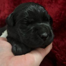 Black Female  - Black  - smallest in litter - Black female Labrador Retriever puppy in Beaverdam, Virginia from Gold Heart Labradors