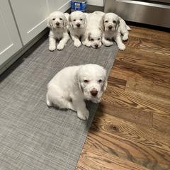 Clumber Spaniel Puppies from Wanderlust Clumber Spaniels