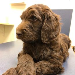 Assorted Doodle Crosses, Australian Labradoodle, Goldendoodle, and Newfoundland Puppies from Twin Sisters Doodles