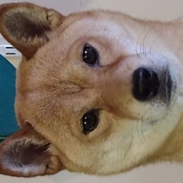 Little Pep - Shiba Inu