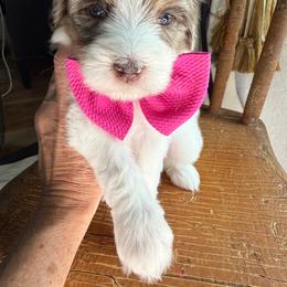 Pink - Chocolate merle female Bernedoodle puppy in Curtice, Ohio from The Pink Doghouse