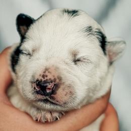 Boy 2 - Blue male Australian Cattle Dog puppy in Blackfoot, Idaho from Circle C Australian Cattle Dogs