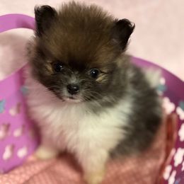 Blue Sable Parti Girl CKC - Blue parti female Pomeranian puppy in Douglas, Massachusetts from Country Oak Poms LLC