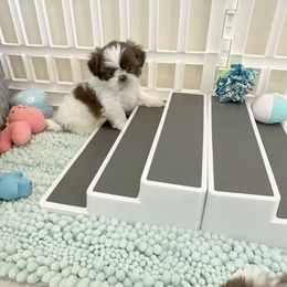 Shih Tzu Puppies from Arizona Sunrise Shih Tzus