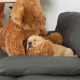 Labrador Retriever Puppies from Bringan Labrador Retrievers