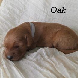 Oak - Dark golden male Golden Retriever puppy in Fruitland, Idaho from Bethel Retrievers