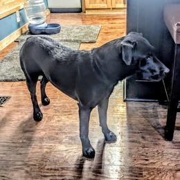 Poppy - Black female Labrador Retriever puppy in Frenchtown, Montana from Bear Bones Labradors
