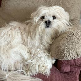 Bodhi - Lhasa Apso