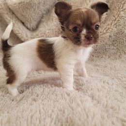 Swiss - Chocolate and white male Chihuahua puppy in Titusville, Florida from ChibiChi