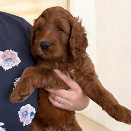 Keala ( Gray collar boy) - Red  male Goldendoodle puppy in Phelan, California from High Desert Doodles - the original