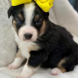 Yellow collar - Black tri female Miniature Australian Shepherd puppy in 32046, Florida from River Hill Ranch