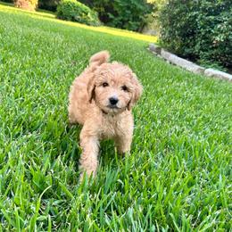 S'mores - Apricot female Goldendoodle puppy in Montgomery, Texas from Dacus Doodles