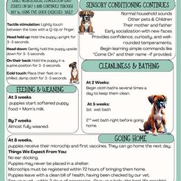 Fawn Female 2 - Fawn female Boxer puppy in Madras, Oregon from BnT Boxers