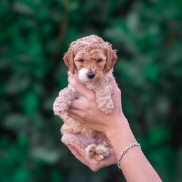 Benji - Apricot male Poodle puppy in Fort Myers, Florida from Blossom Paws
