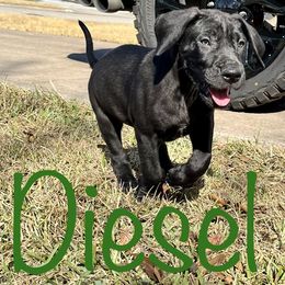 Diesel - Black Great Dane puppy in Richmond, Texas from Ashli’s Great Danes
