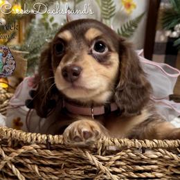 Julep - Chocolate and cream female Dachshund puppy in Fayetteville, West Virginia from Loop Creek Dachshunds