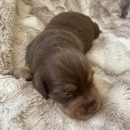 Mars - Chocolate and tan male Dachshund puppy in Trenton, Florida from Tweenie Weenie Dachshunds