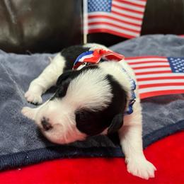 Pepper - Parti female Miniature Schnauzer puppy in Port Orchard, Washington from Silver Bells Miniature Schnauzers