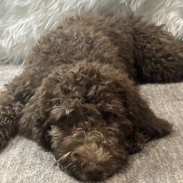 Honey - Chocolate female Goldendoodle puppy in Arlington, Texas from Chambers Doodle Patch