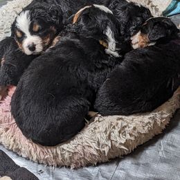Bernese Mountain Dog Puppies from Baby Bear Bernese Kennel