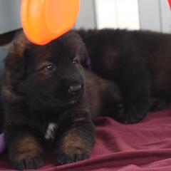 German Shepherd Puppies from vom Noctis