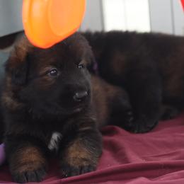 German Shepherd Puppies from vom Noctis