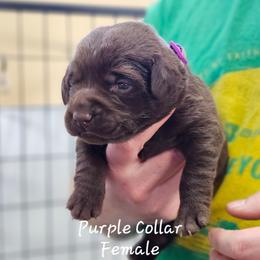 Purple Collar - Chocolate female Labrador Retriever puppy in Boyd, Minnesota from Lindley Labradors