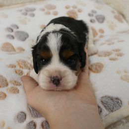 River - Tri-color male Cavalier King Charles Spaniel puppy in Marcellus, Michigan from Coolcreek Pets