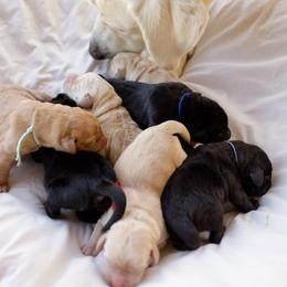 Sparkler - Black female Labrador Retriever puppy in Allons, Tennessee from UC Labradors LLC