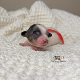 Pumpkin - Piebald male Dachshund puppy in Merced, California from The Graceful Dachshund Kennel