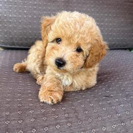 B. Franklin (Frankie) - Apricot male Poodle puppy in Buffalo, New York from Babbling Clear Brook Puppies