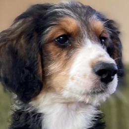 6 - Black tri-color male Aussiedoodle puppy in Tenino, Washington from Silvercreek Aussies and Aussiedoodles