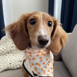 Doll - Dachshund