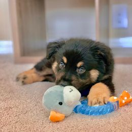 Australian Shepherd, Miniature American Shepherd, and Toy Australian Shepherd Puppies from Ahhmazing Aussies Arizona