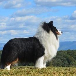 Rocket - Shetland Sheepdog