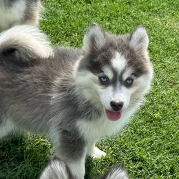 Atlas - Blue male Pomsky puppy in Gunter, Texas from The Painted Pomsky