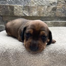 Happy - Red female Dachshund puppy in Clinton, Tennessee from 4-LOVES Dachshunds